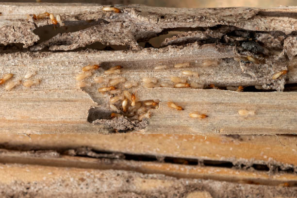 Best Cockroach Control Services  in Bristol, VA
